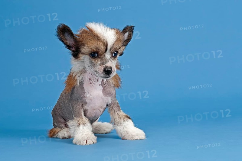 Chinese Crested Dog