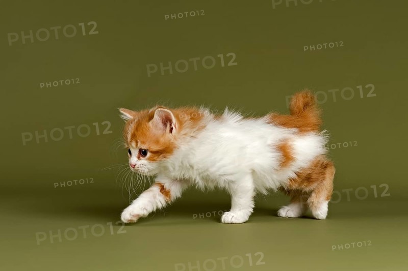 Manx-Cymric kitten