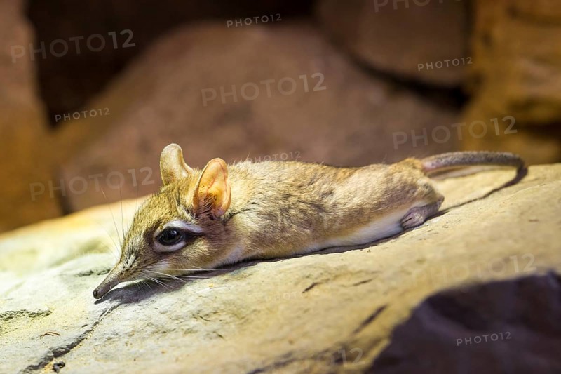 Long-eared Elephant Shrew (Elephantulus)
