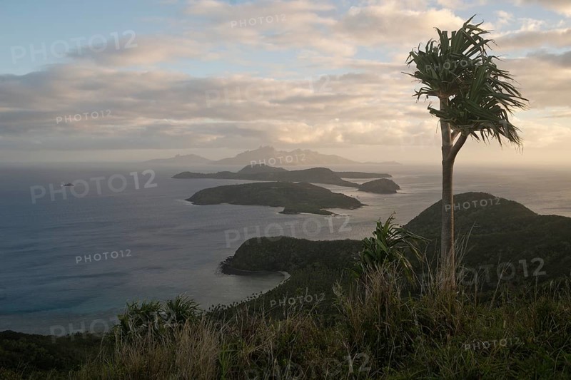 Pandanus tree high above the South Pacific