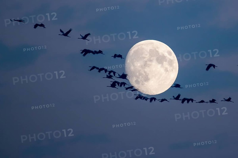 Common Cranes (Grus grus) in flight during full moon
