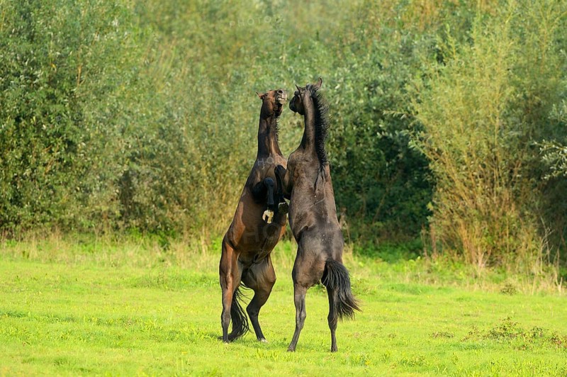 Two young horses fighting