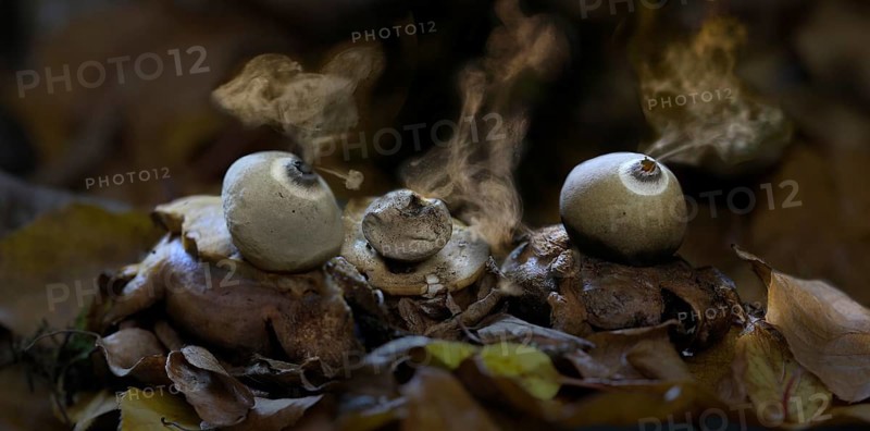 Earth Stars (Geastrum triplex)