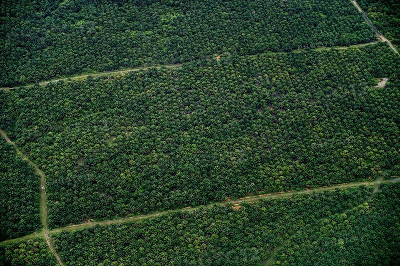 Plantation of oil palms (Elaeis guineensis) for the production of palm oil