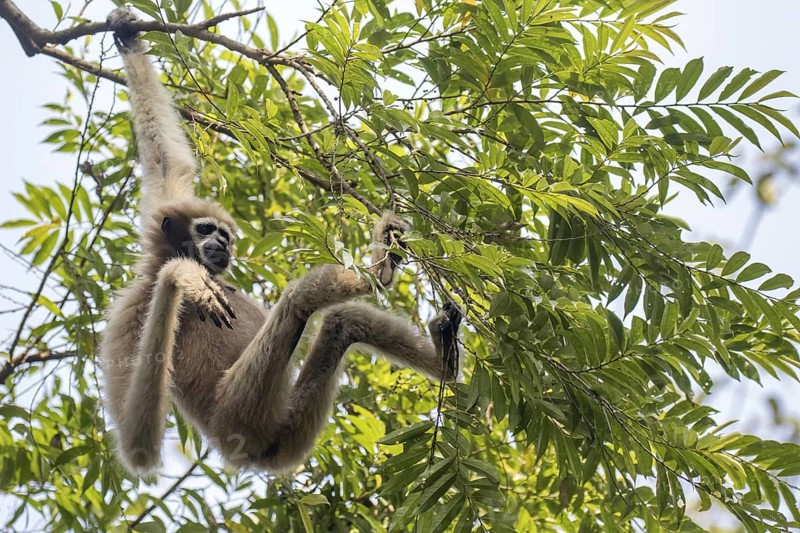 Western hoolock gibbon (Hoolock hoolock)