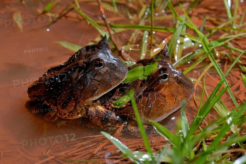 Amazonian horned frogs (Ceratophrys cornuta)