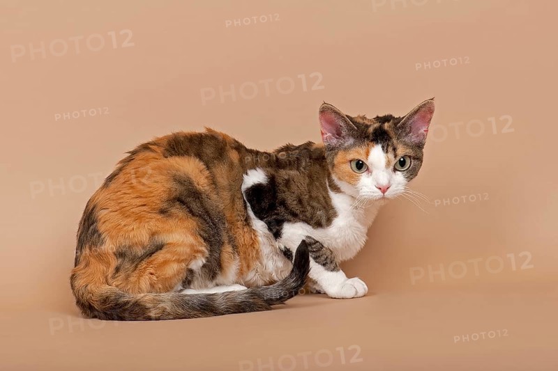 Devon Rex