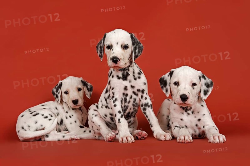 Three Dalmatian puppies