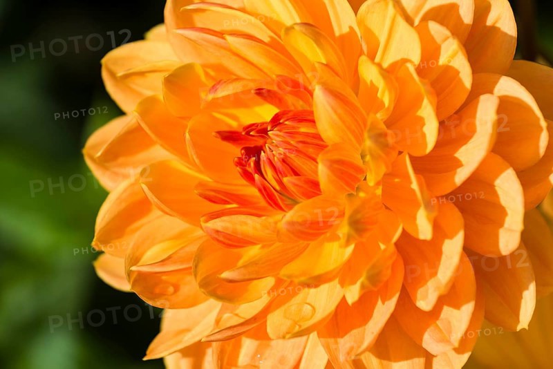 The blossom of a Dahlia 'Rancho'