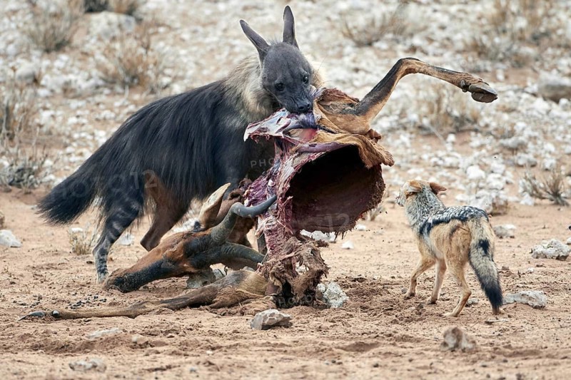 Brown Hyena (Hyaena brunnea) adult