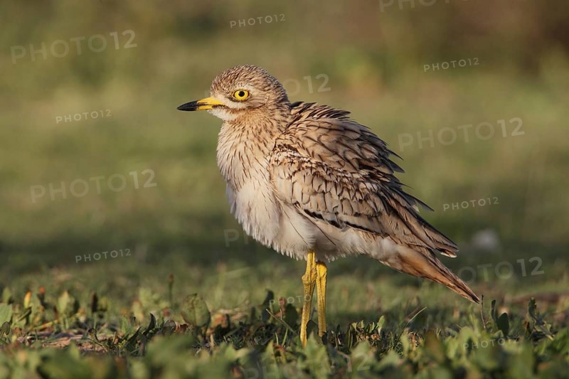 Eurasian Stone-curlew (Burhinus oedicnemus saharae) adult