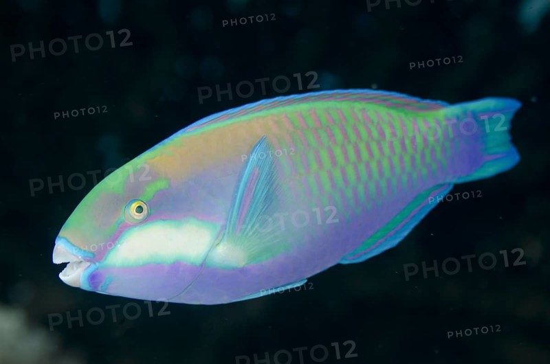 Bleeker's Parrotfish (Chlorurus bleekeri)