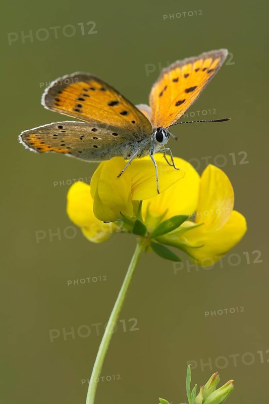 Large Copper (Lycaena dispar)