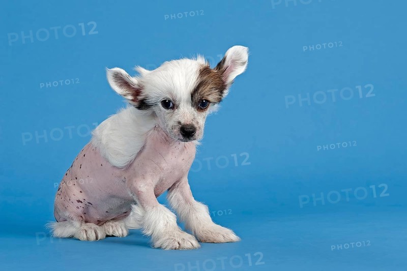 Chinese Crested Dog