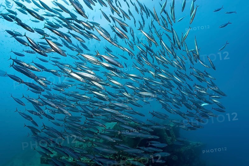School of Roughear Scads (Decapterus tabl)