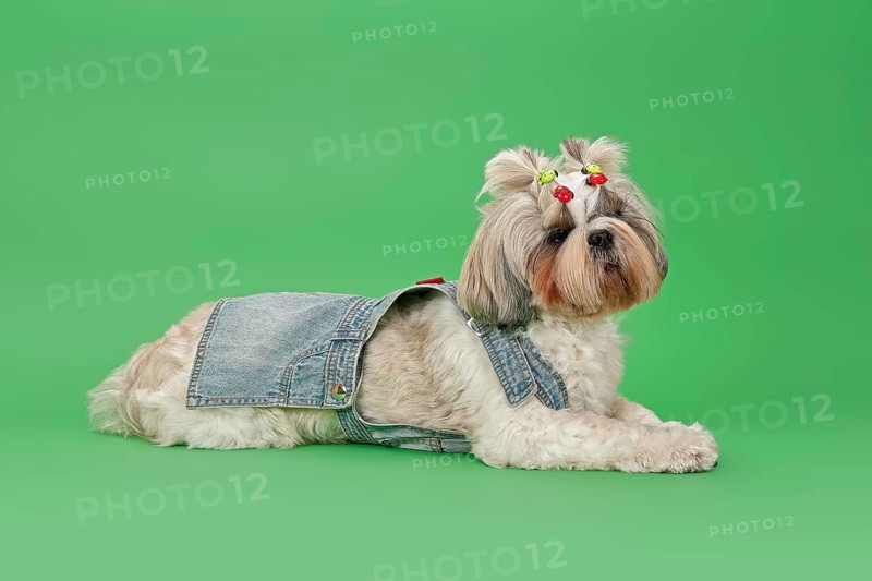 Shih-Tzu dog (Canis lupus familiaris)