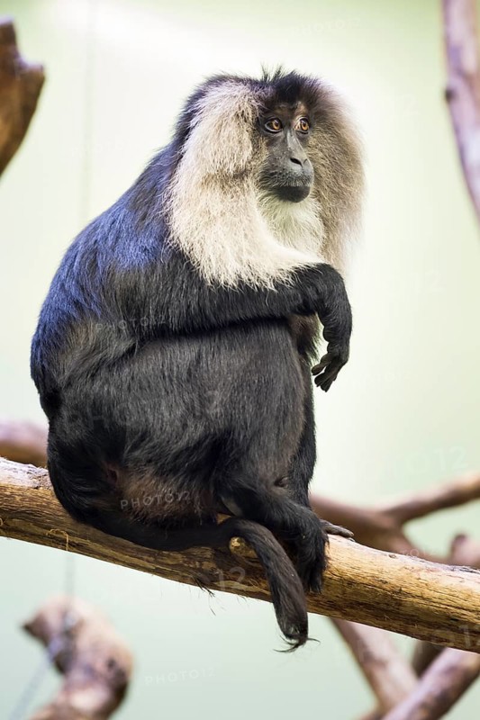 Lion-tailed Macaque or Wanderoo (Macaca silenus)