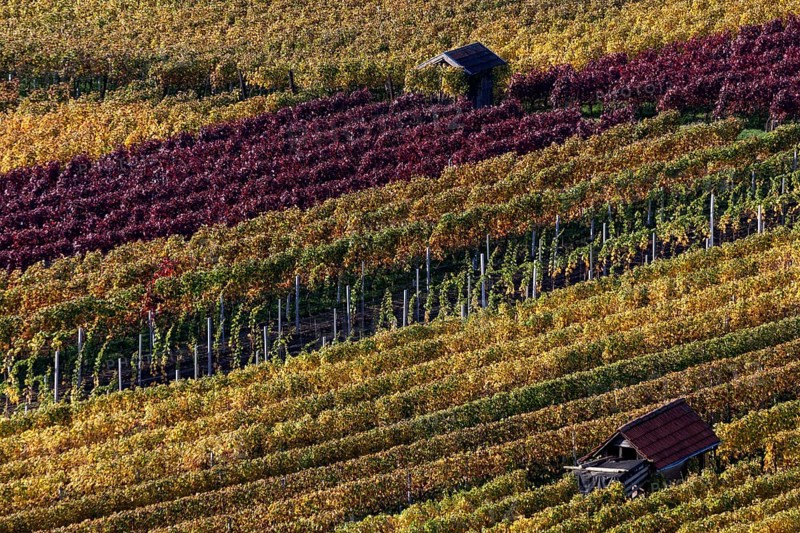 Vineyard in autumn colours