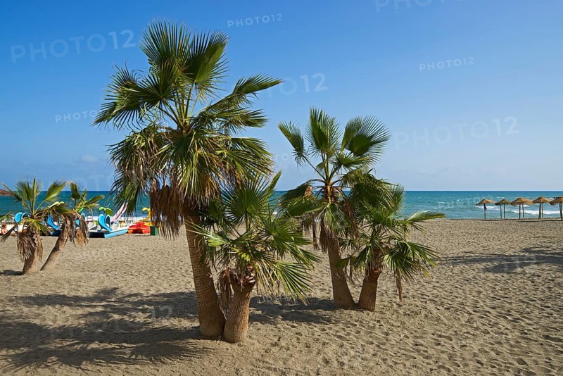 Beach with palm trees