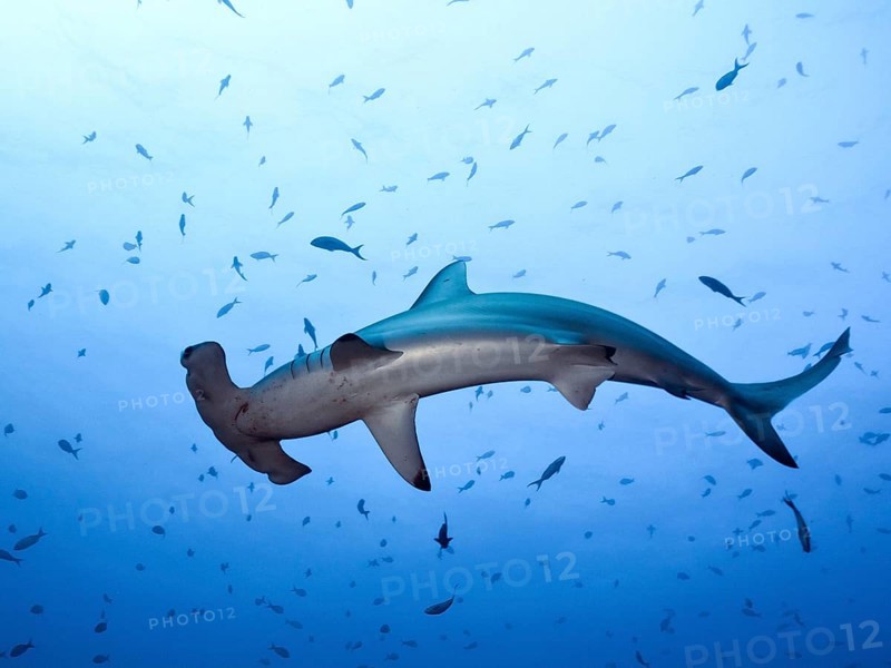 Scalloped Hammerhead (Sphyrna lewini)