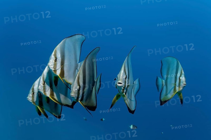 Swarm of Longfin Batfish (Platax teira)