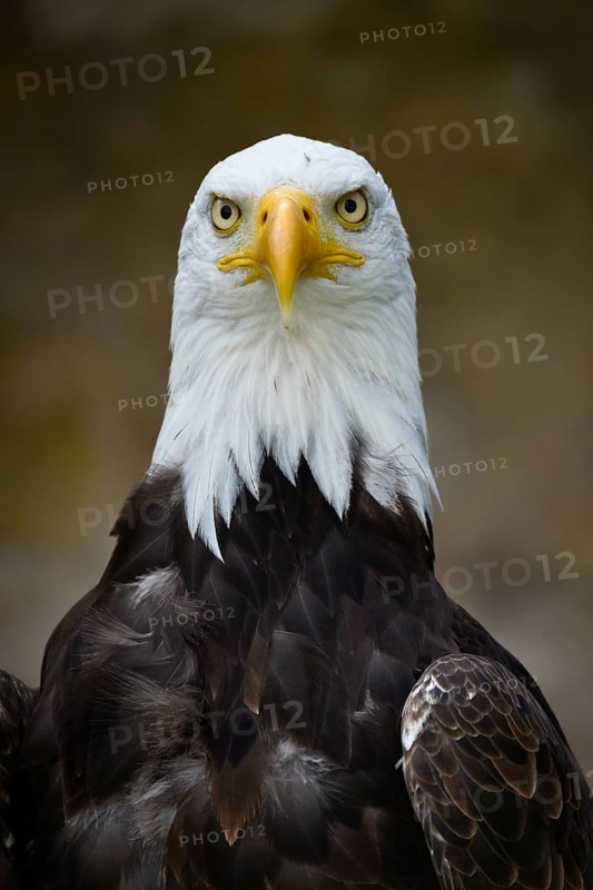 Bald Eagle (Haliaeetus leucocephalus)