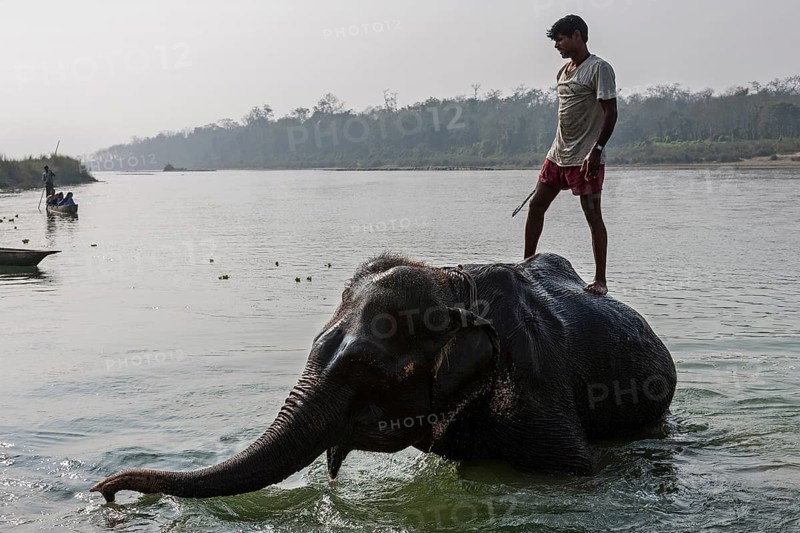Nepalese mahout bathing his elephant in the East Rapti River at Sauraha