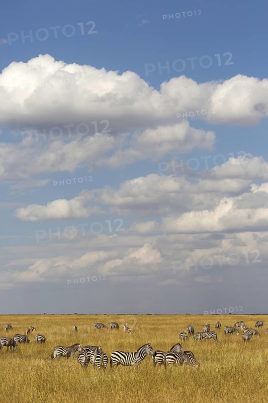 Grant's Zebras (Equus quagga boehmi)