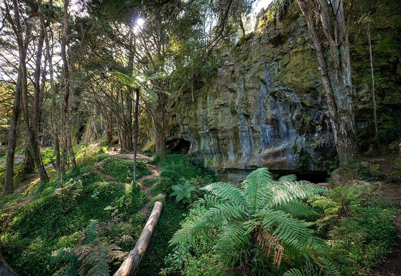 Forest with ferns
