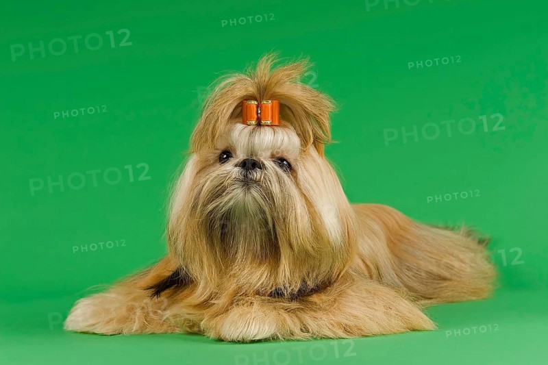 Shih Tzu female