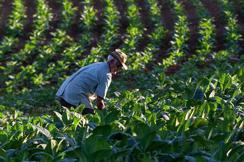 Tobacco farmer working on a tobacco field
