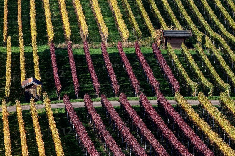 Vineyard in autumn colours