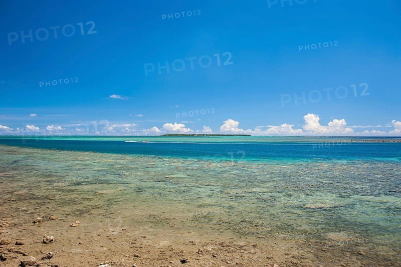 Coral reef