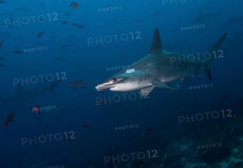 Scalloped Hammerhead Shark (Sphyrna lewini)