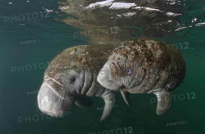 West Indian Manatee (Trichechus manatus)