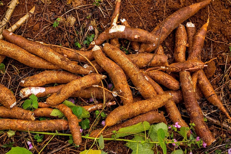 Freshly harvested Cassava (Manihot esculenta)