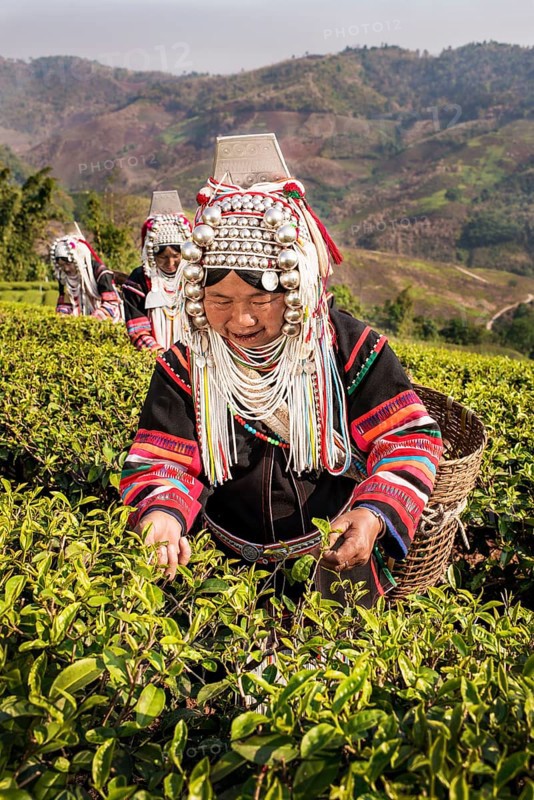 Akha hill tribe women picking tea