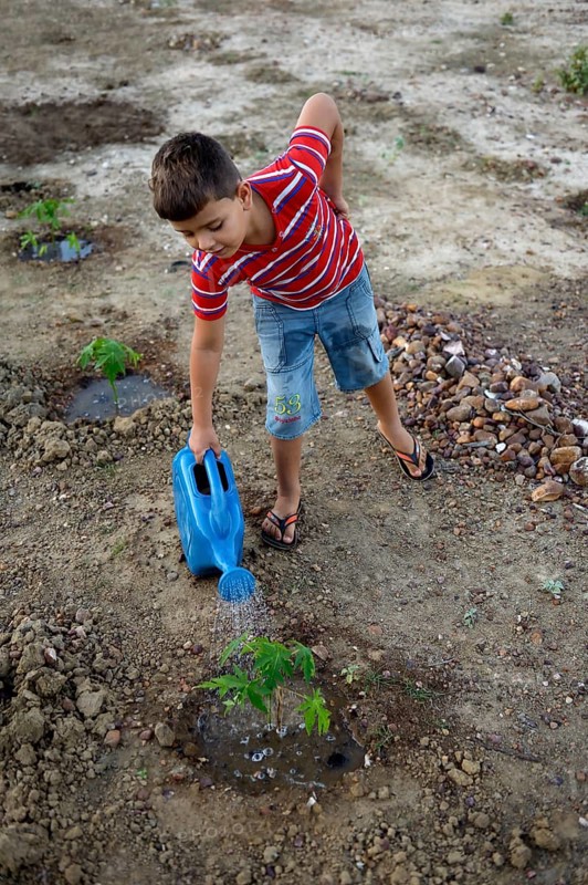 Boy watering a Pawpaw (Carica papaya)