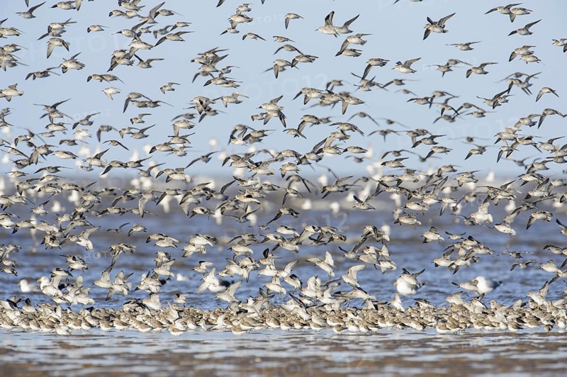 Dunlin (Calidris alpina) and Knot (Calidris canutus)