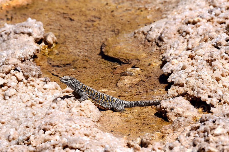 Fabian's lizard (Liolaemus fabiani)