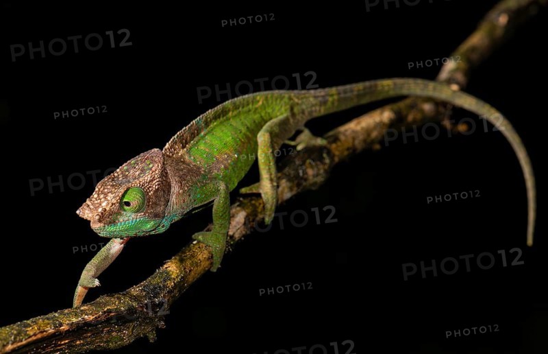 O'Shaughnessy's chameleon (Calumma oshaughnessyi)