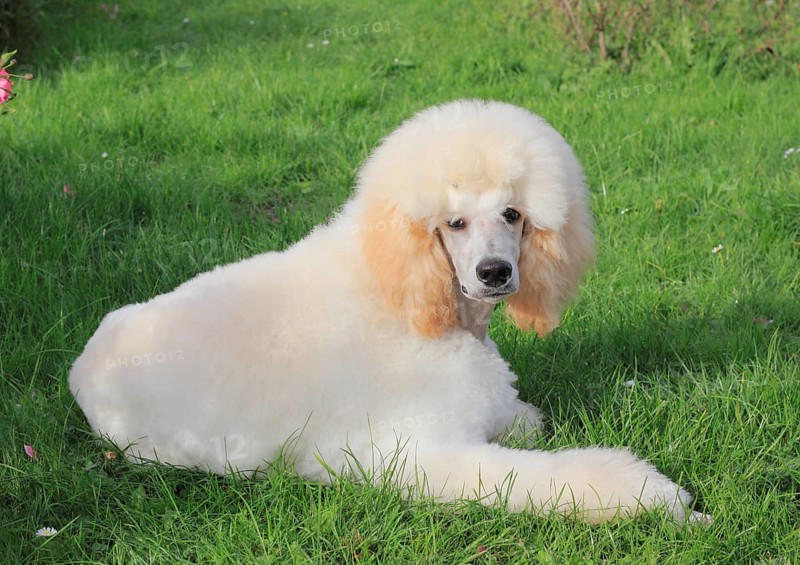 Poodle