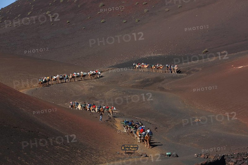 Camels