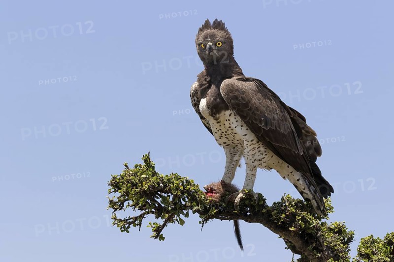 Martial Eagle (Polemaetus bellicosus) adult
