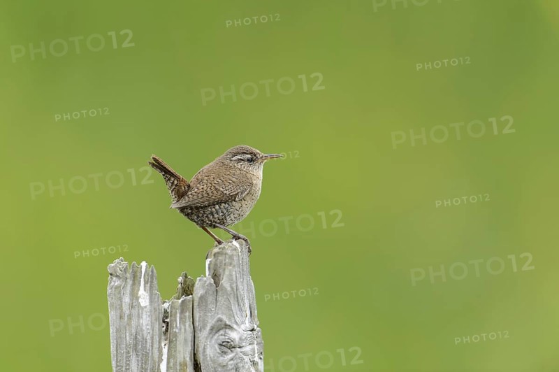 Shetland Wren (Troglodytes troglodytes zetlandicus) adult