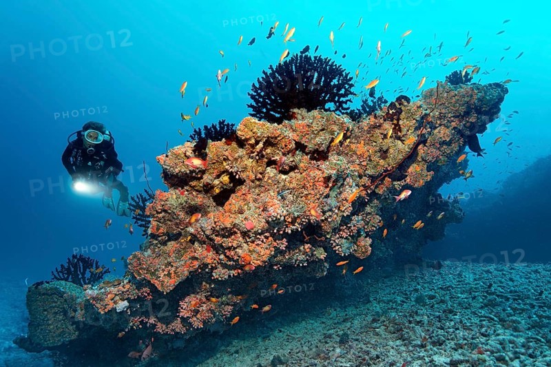 Scuba diver looking at a small coral reef with Black Sun Corals (Tubastraea micranthus)