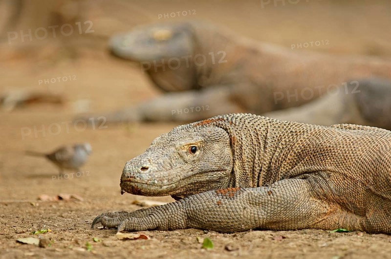 Komodo Dragons (Varanus komodoensis)