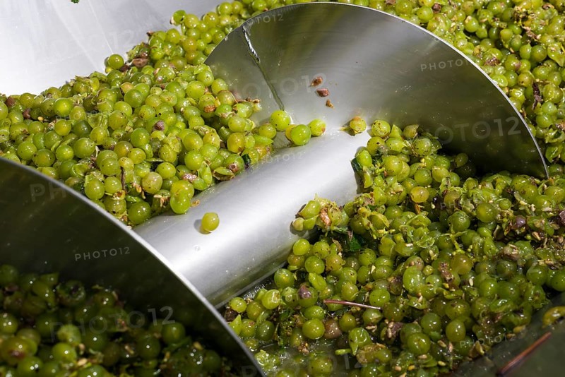 Silvaner grapes before being squeezed in the Juliusspital Wurzburg winery