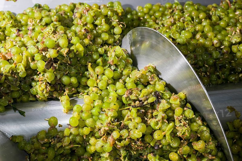 Silvaner grapes before being squeezed in the Juliusspital Wurzburg winery