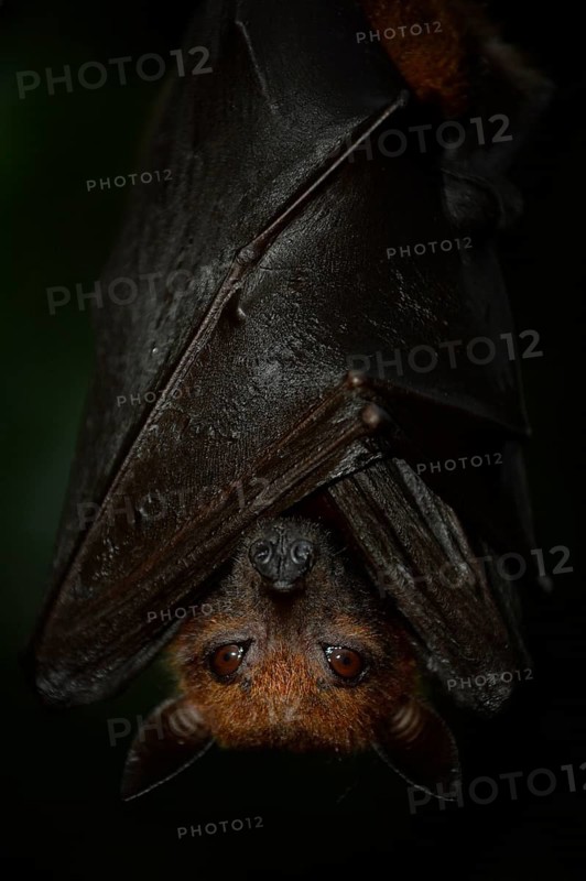Flying Fox (Pteropus sp.)